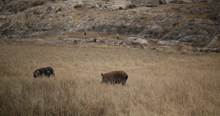 Pigs walking through some wild brown grass