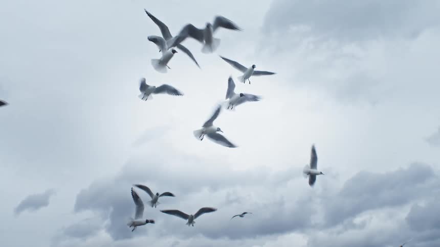 A flock of birds flying in the sky
