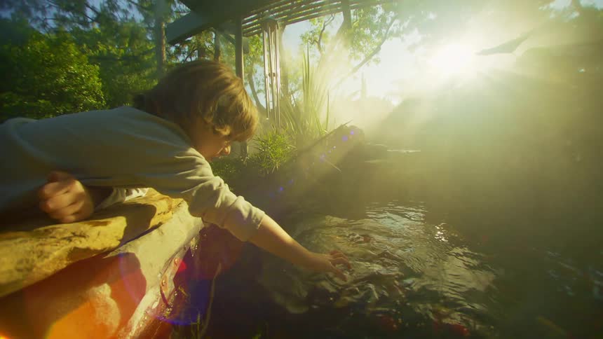 A young boy reaches out to touch fish in a backyard pond