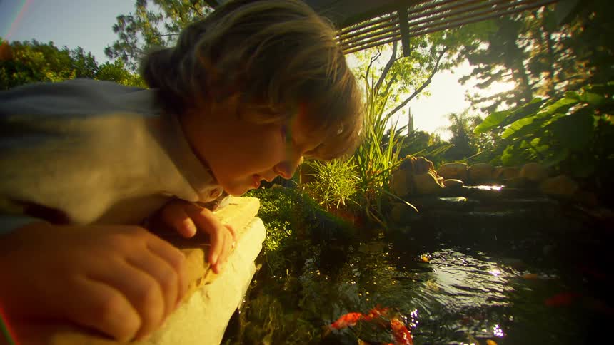 A child is looking at the fish in the pond