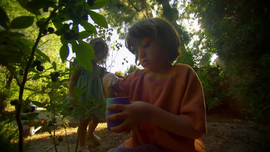 Two young girls are picking blueberries in a backyard on a summer day