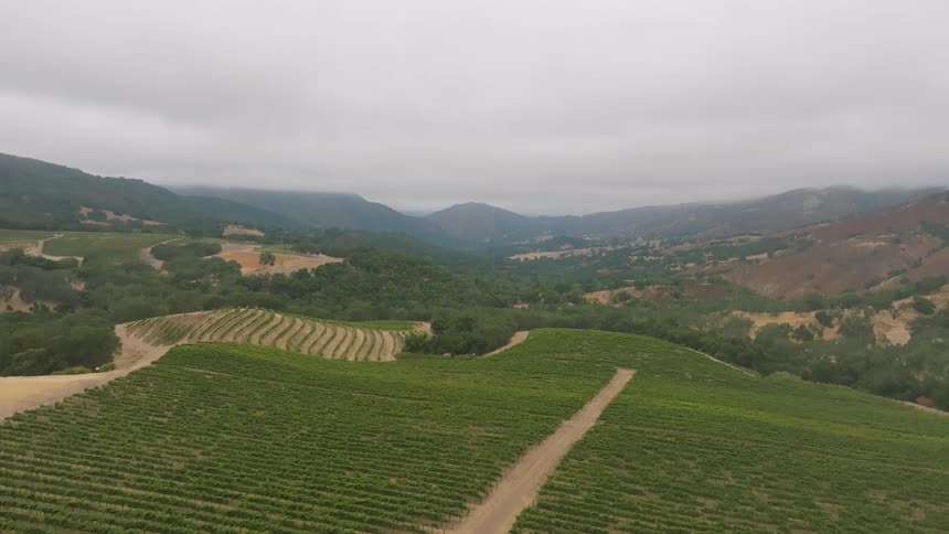 A green plantation between a dirt road in a region with several hills and trees