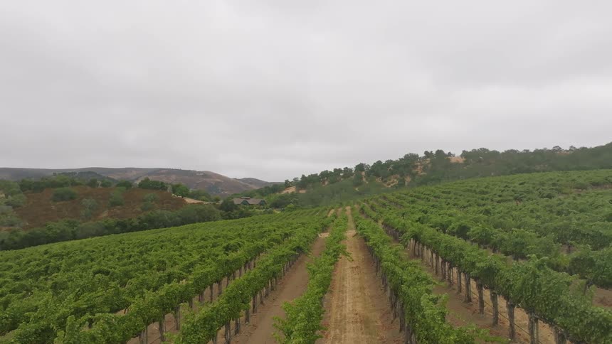 House nestles between the forested hills bordering the grape fields