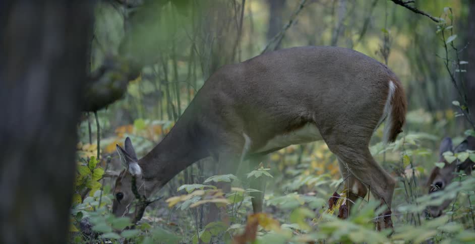 Two deer grazing in a forest
