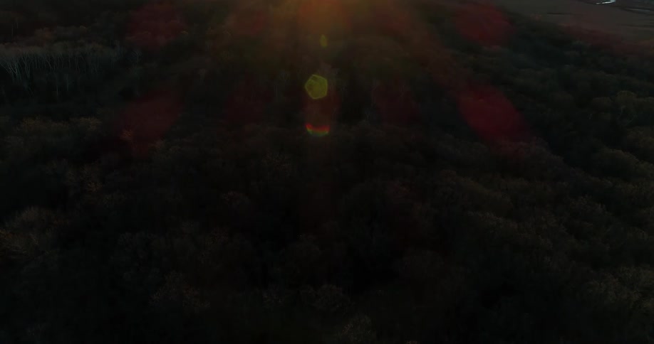 An aerial view of a woodland forest at dusk