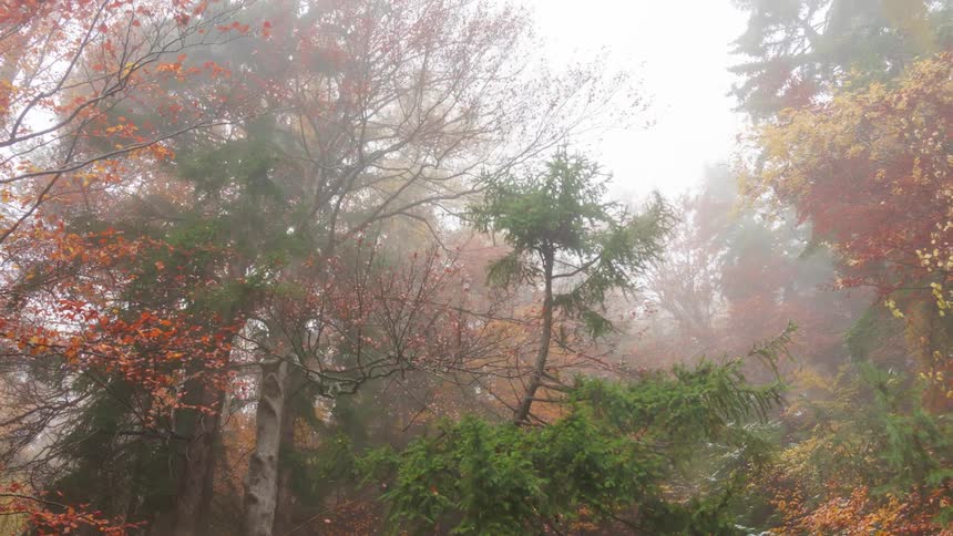 A misty autumnal forest with pine and leafy trees