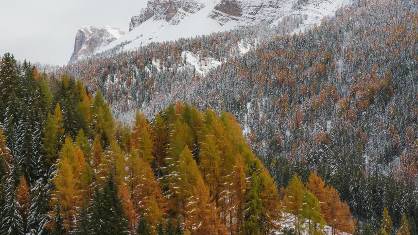 A snowcapped mountain rises majestically in the distance with a thick forest of evergreens in the foreground