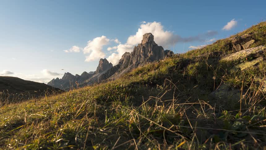 Plants in a grassy area in the wind