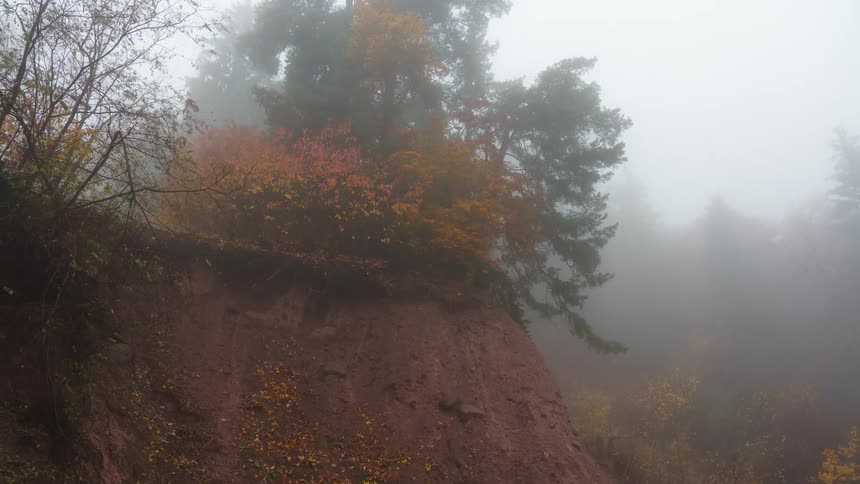Thick fog blows into a forest with leaves changing color