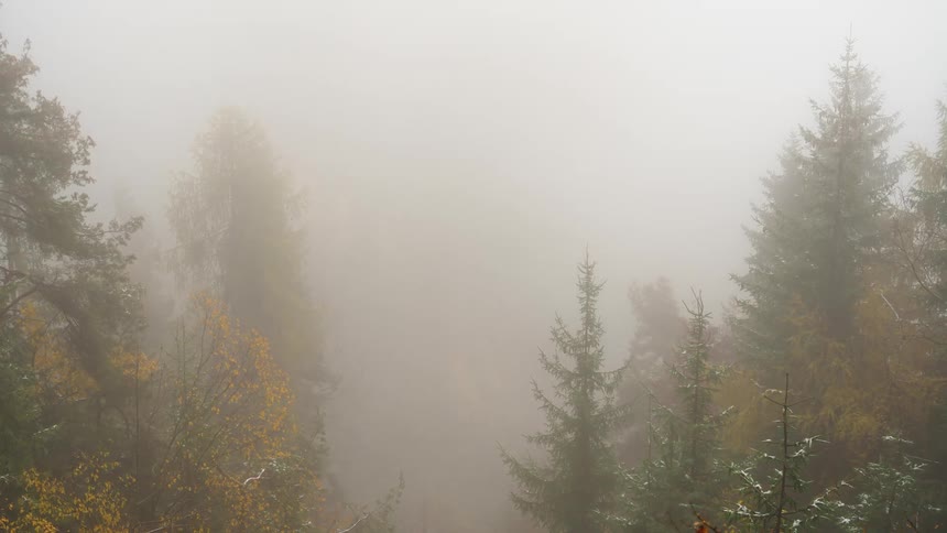 Deciduous trees stand next to conifers in foggy forest during the autumn