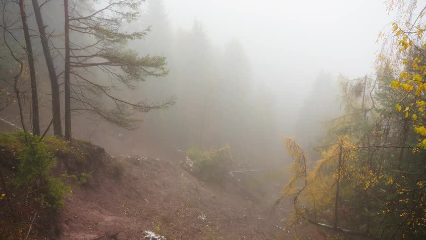 Forest with dense fog