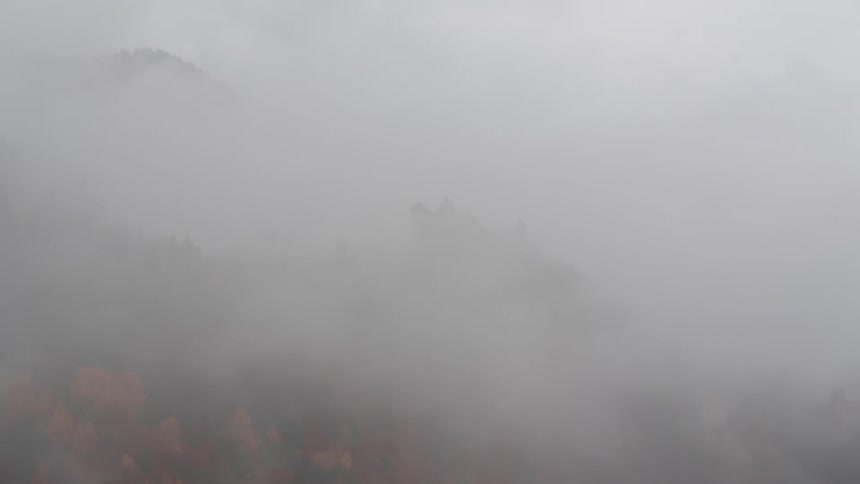 Thick heavy fog flowing across the forest