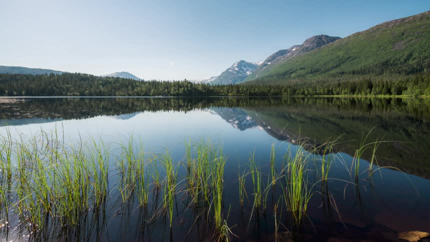 Reeds growing in a lake bordering a forest and mountains