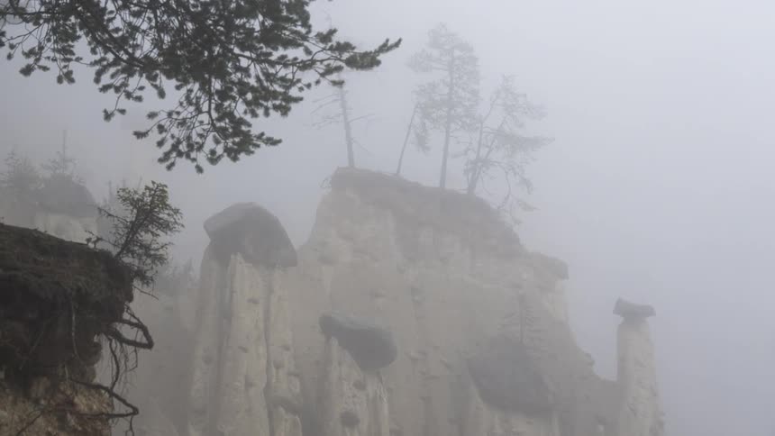 Trees sit on the edge of a mountain in the fog