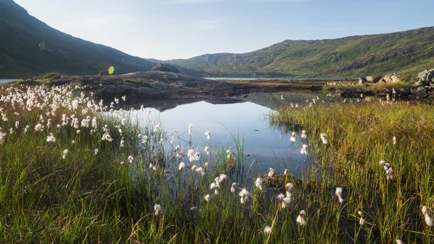 The calm lake reflects the tall grass and white flowers on its shore