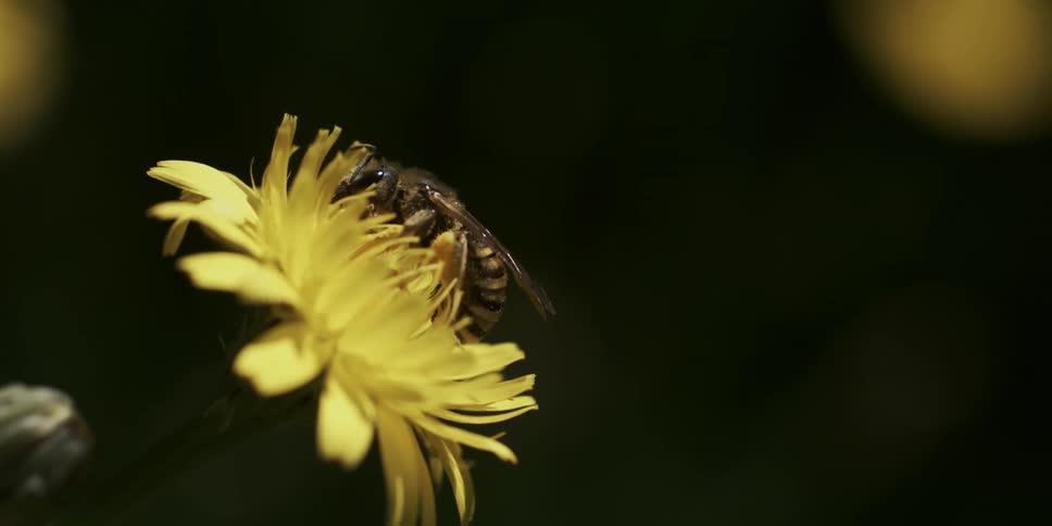 Bee pollinating a yellow flower