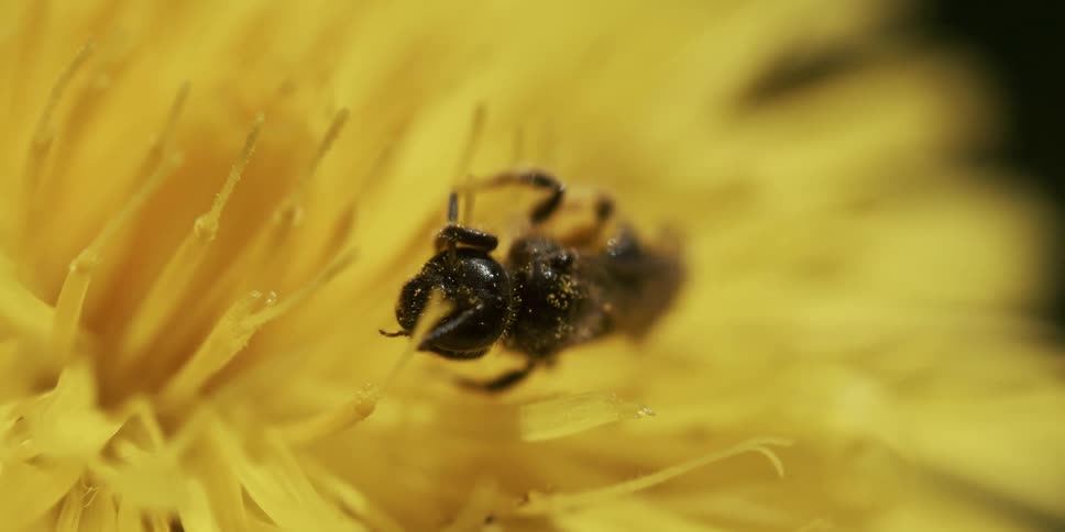 A small bee collects pollen from a large yellow flower