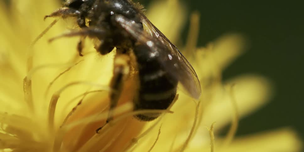 A bee collects pollen from a flower and then flies away
