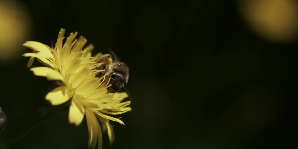 Bee drinking nectar from a yellow flower