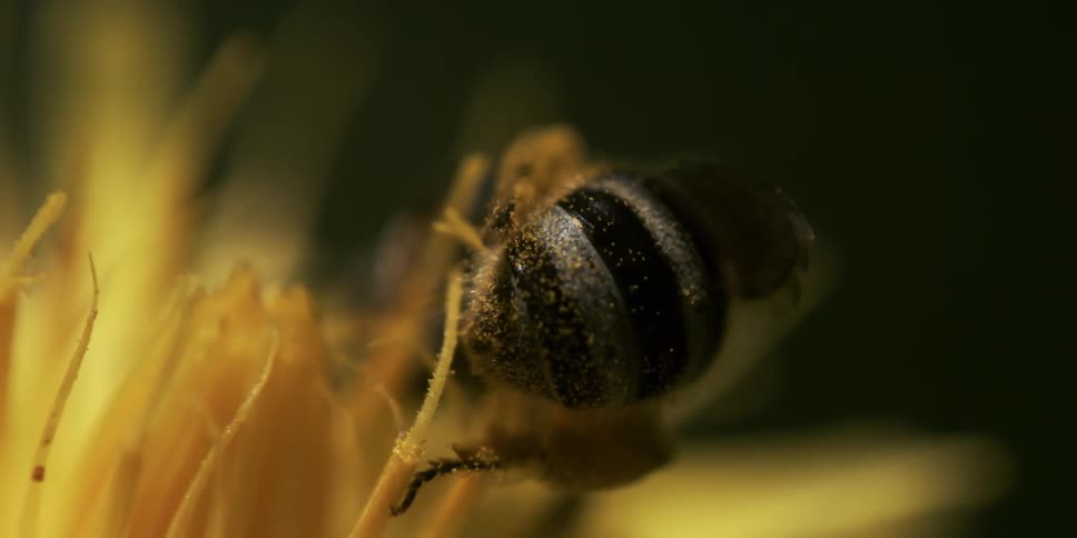 A small bee crawls across a yellow flower