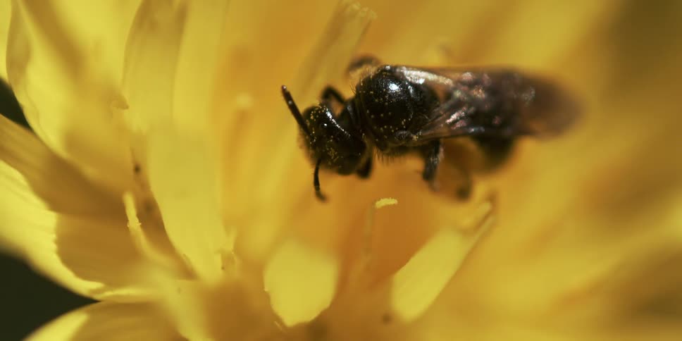 Closeup of a bee on the yellow petals of a flower