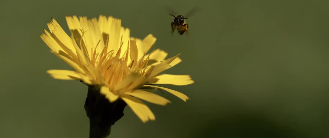 A bee flies off the flower