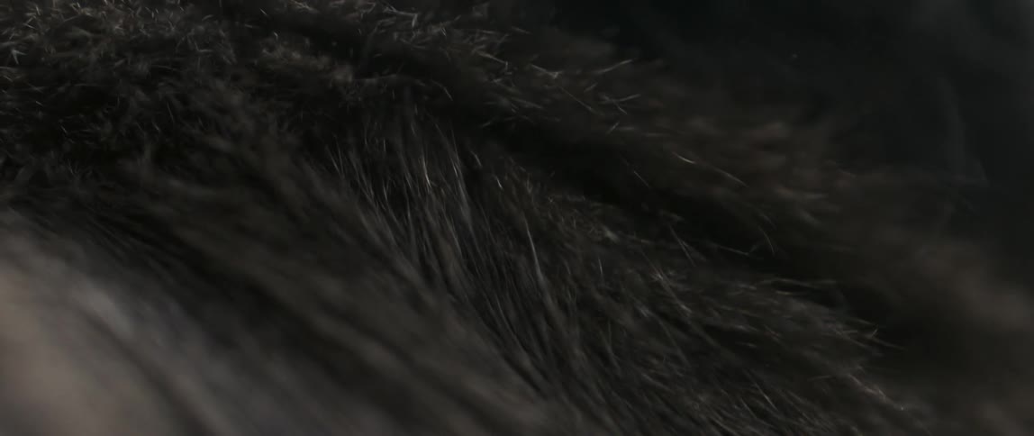 Extreme closeup of the fur and body of a gray cat in motion