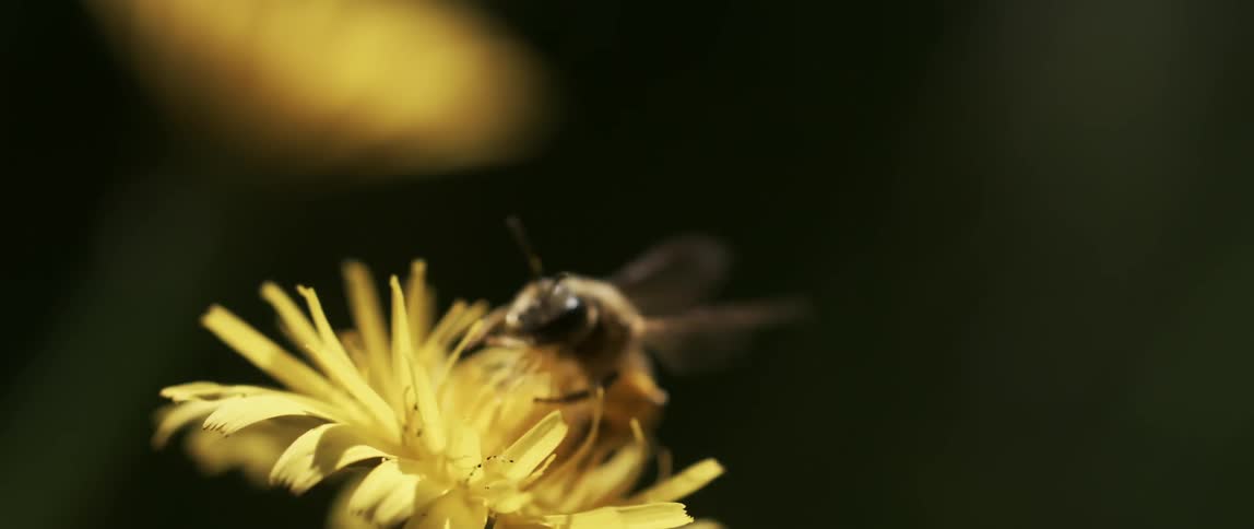 Bee on a small yellow flower flies away