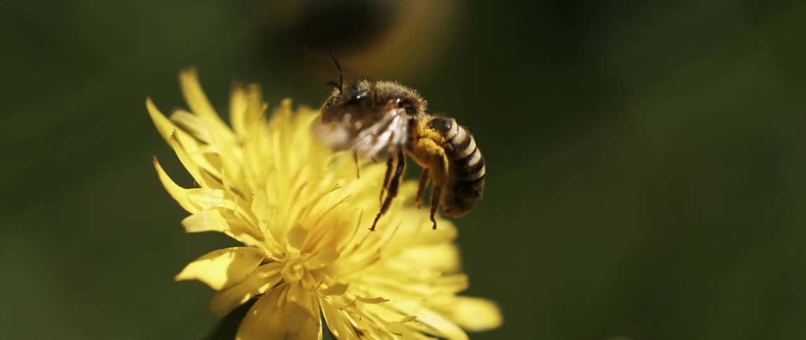 Bee takes off from flower and flies off after gathering nectar