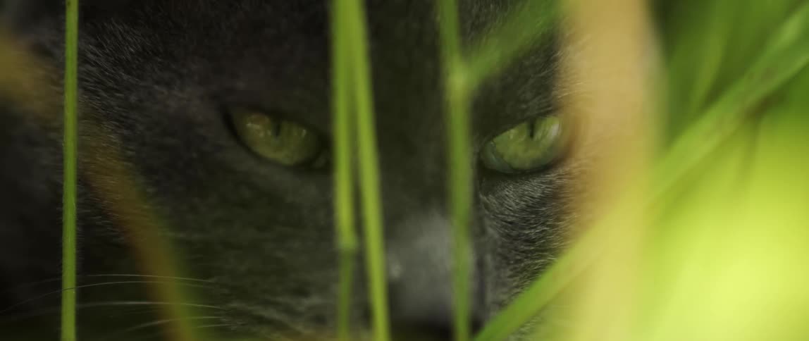 A grey cat is hiding in nature with piercing eyes