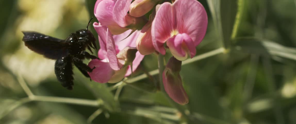 Black bumblebee landing on a pink flower during spring