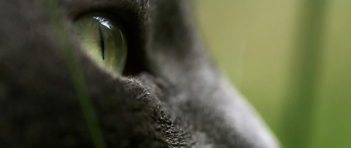 Extreme closeup on a cats greenish eye