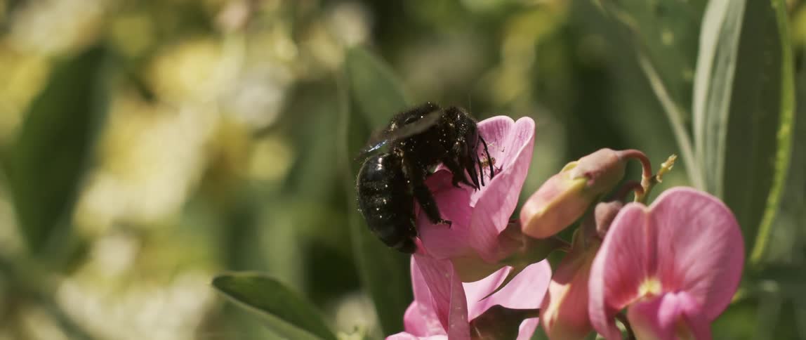 A bee is landed on a pink flower in a meadow