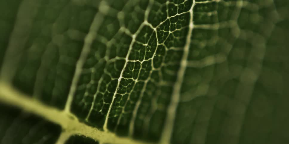 Extreme closeup on a greenish leaf with lines and sunlight reflection