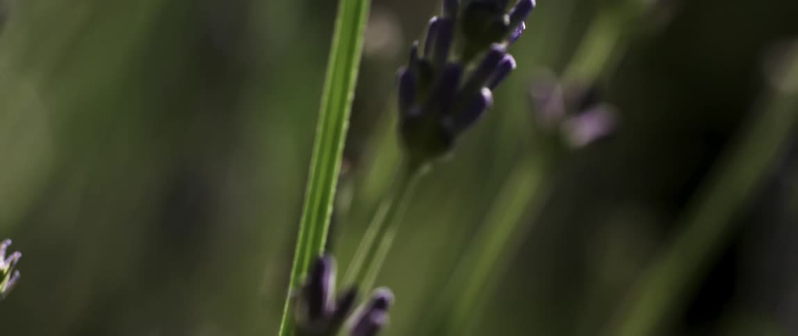 A closeup of lavender stems with unopened buds