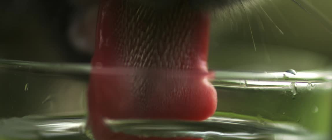 Cats tongue dipping into clear water for a drink