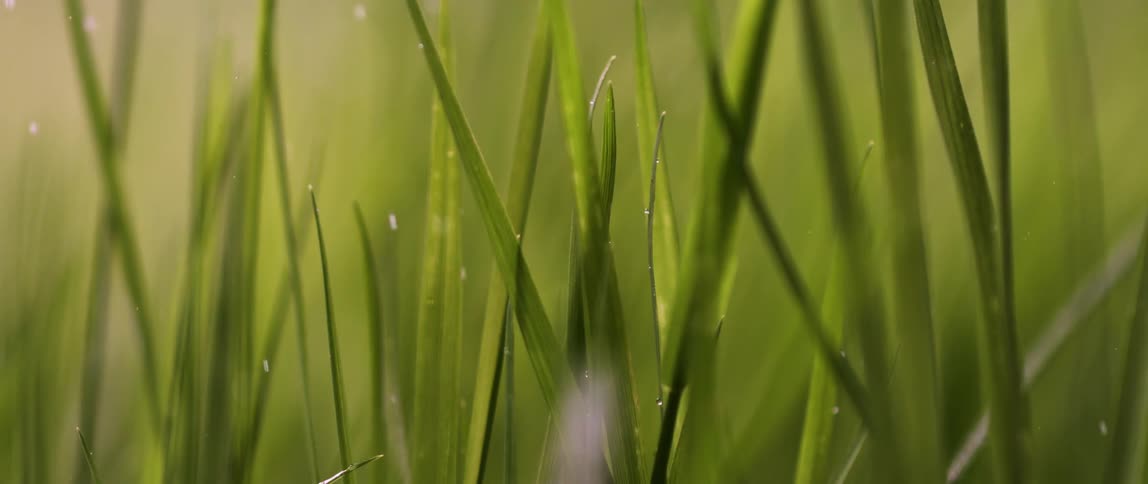 Extreme closeup on greenish leaves with falling snow
