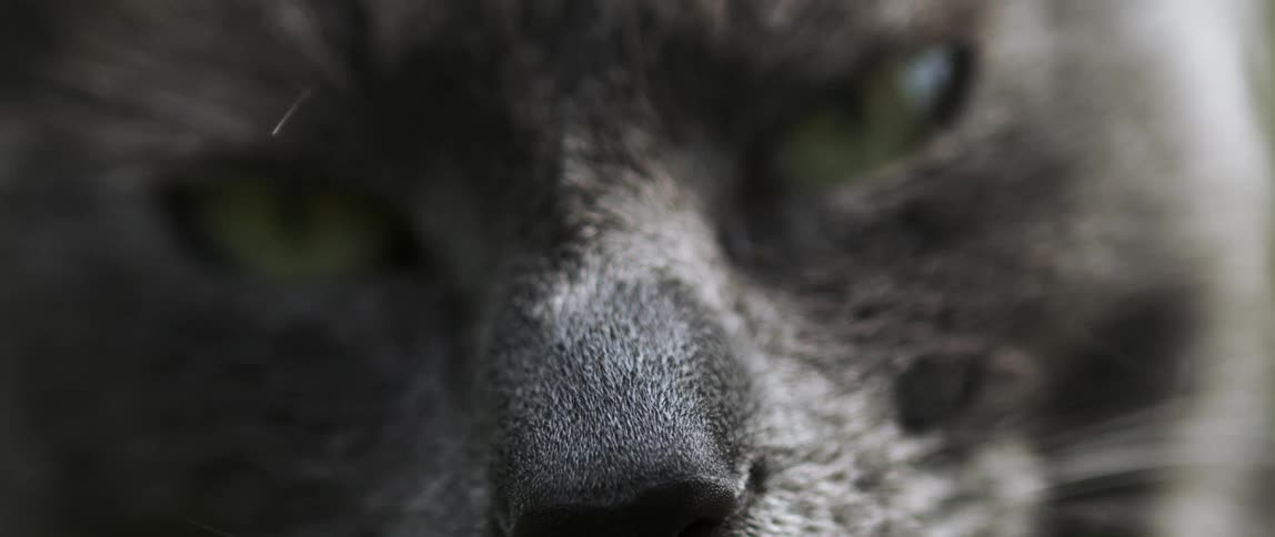 Closeup of a cats eyes