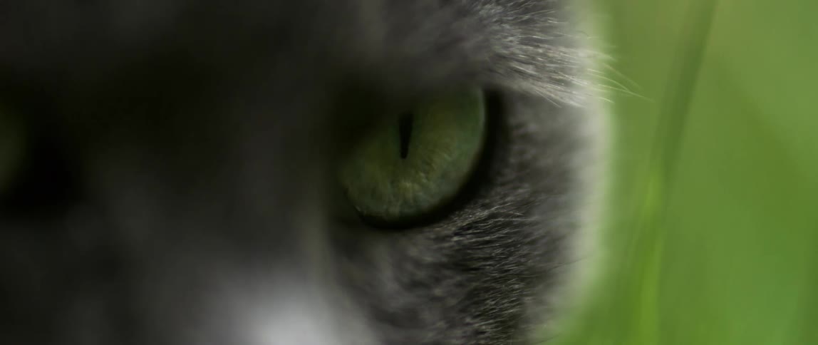Close up of a black cat with green eyes against a green background