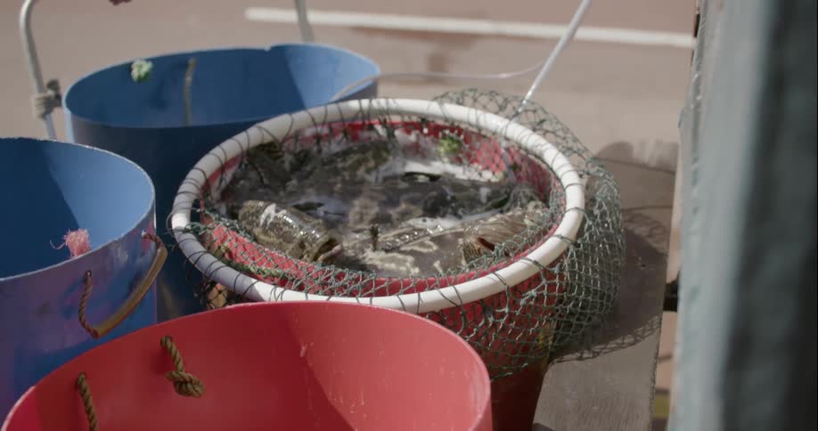 Small fish jump around in a bin