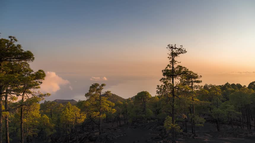 Forest landscape with a clear blue day dusk