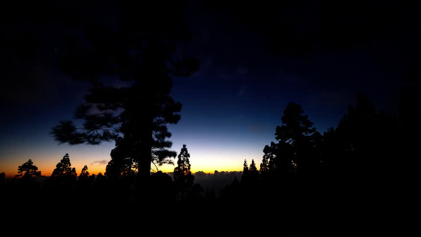 The sun is setting on the forest