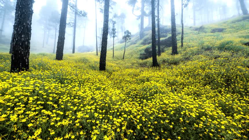 Yellow flowers are covering the grassy plains