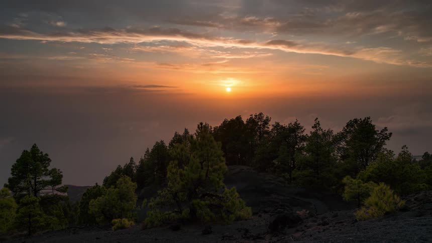 Green trees under a cloudy sky at sunset