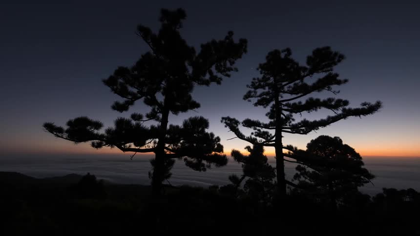 A sunrise scene with trees in the foreground over the cloudline