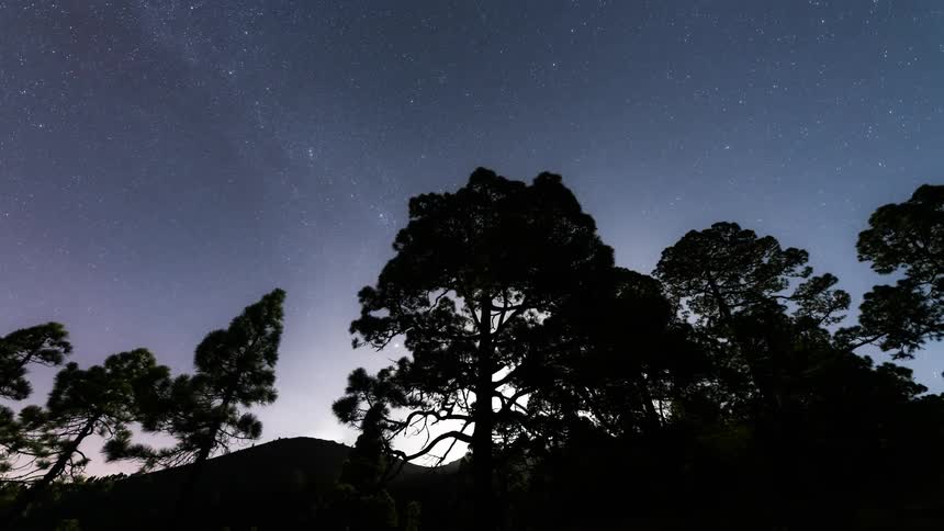 Starry night sky and the silhouette of trees and the sun rising