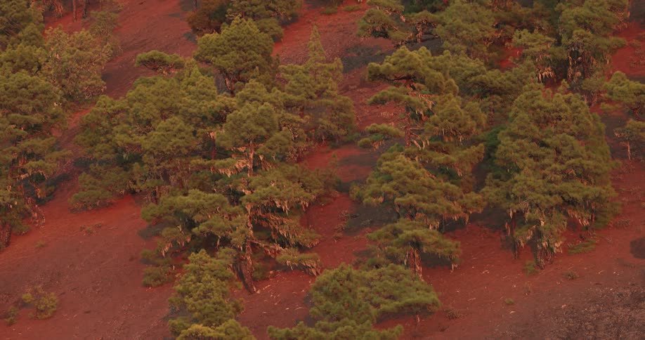 Trees on a hill with reddish terrain