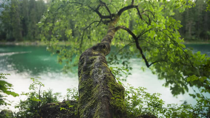 The river flows by the forest