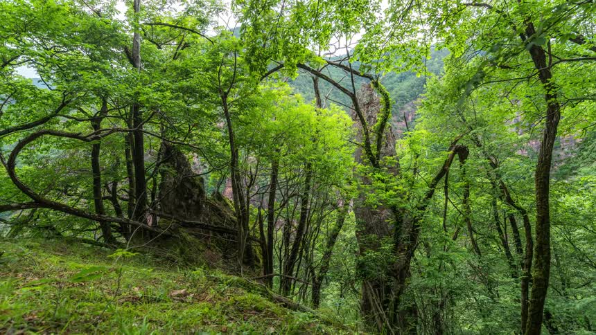 Green forest during the day