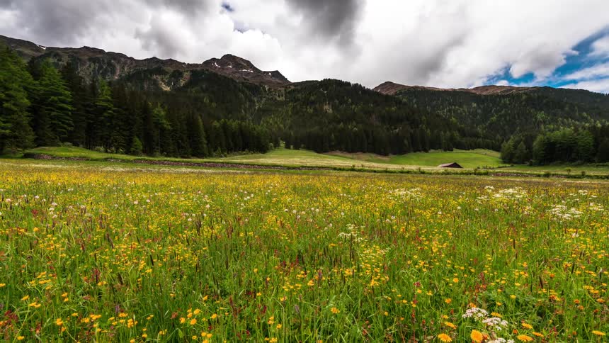 Vast flower field with a variety of colorful wildflowers in the foreground extending to a background of forested mountains under a cloudy sky